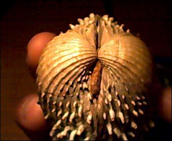 acanthocardia aculeata?